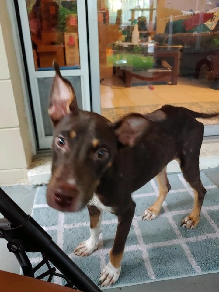 Clementine, an adoptable Doberman Pinscher, Australian Cattle Dog / Blue Heeler in Ocala, FL, 34475 | Photo Image 4