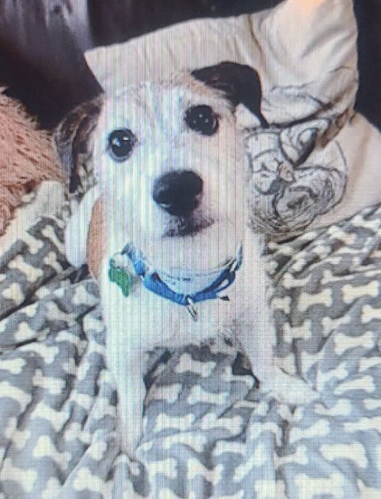 Krypto ~, an adoptable Jack Russell Terrier in Columbia, TN, 38401 | Photo Image 1