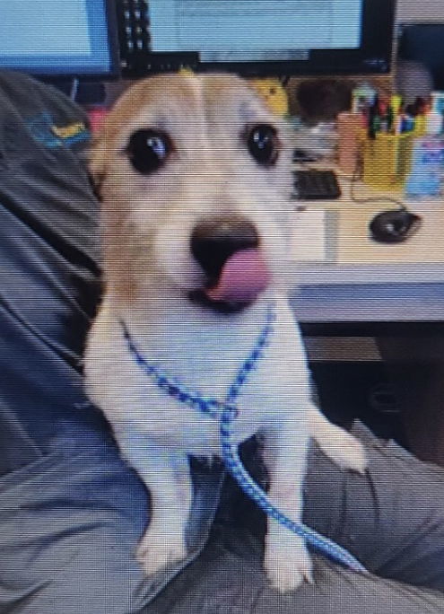 Krypto ~, an adoptable Jack Russell Terrier in Columbia, TN, 38401 | Photo Image 2