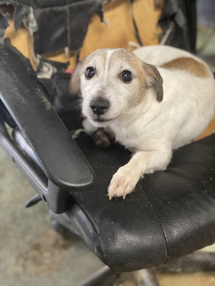 Krypto ~, an adoptable Jack Russell Terrier in Columbia, TN, 38401 | Photo Image 3