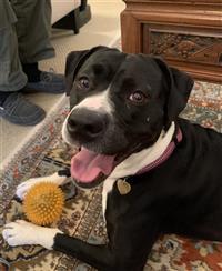 Promise, an adoptable Boxer, Terrier in Fairfax, VA, 22030 | Photo Image 1