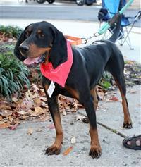 Barney, an adoptable Hound in Fairfax, VA, 22030 | Photo Image 1