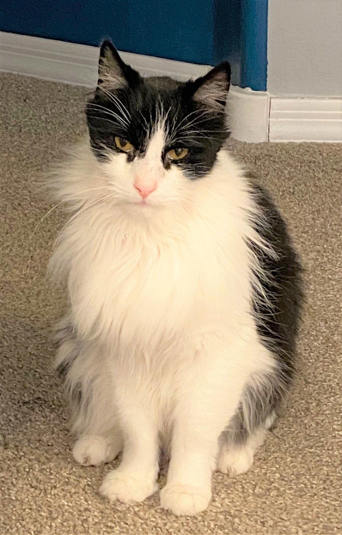 Toby Tiger, an adoptable Domestic Long Hair in Chandler, AZ, 85249 | Photo Image 1