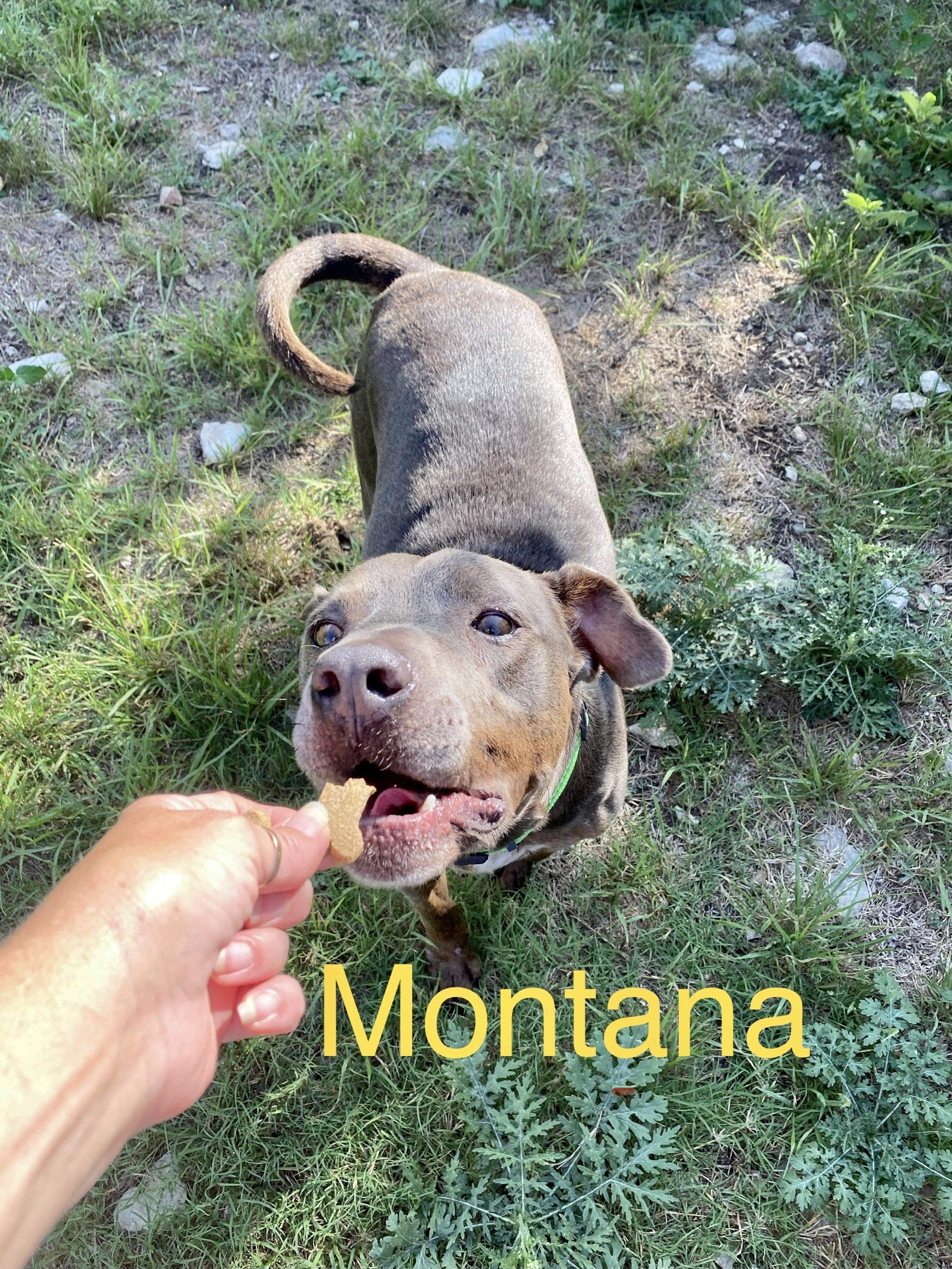 Montana