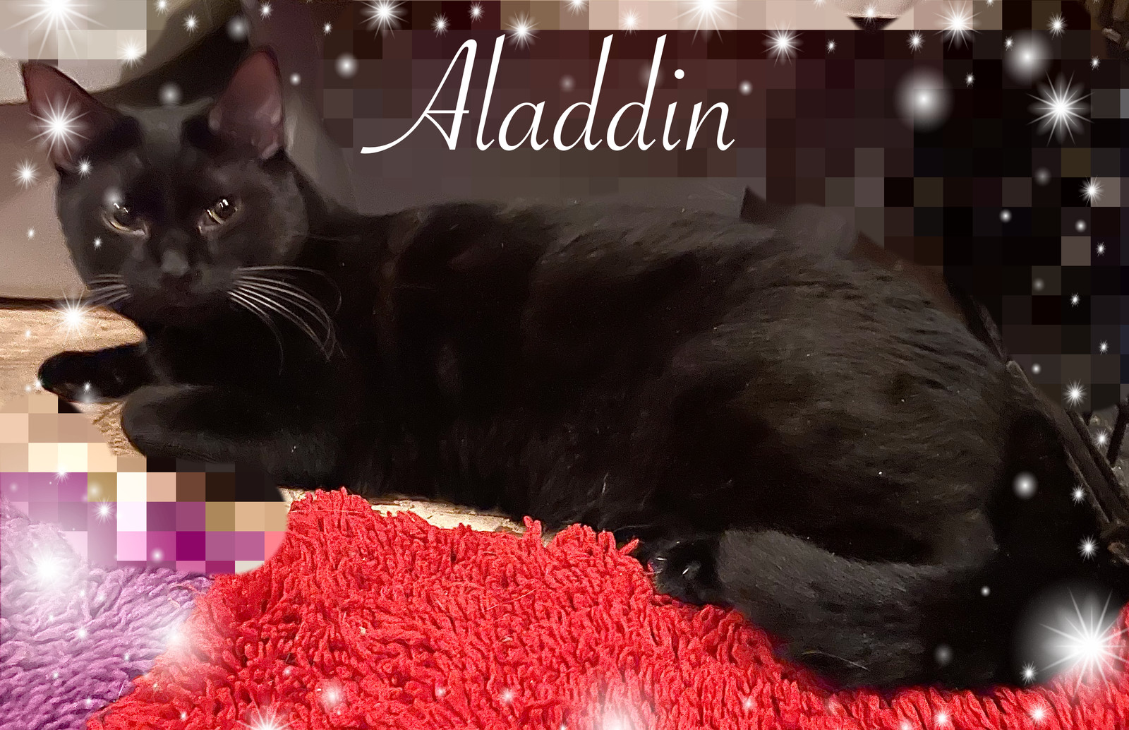 Aladdin, an adoptable Domestic Short Hair, Oriental Short Hair in Pensacola, FL, 32534 | Photo Image 3