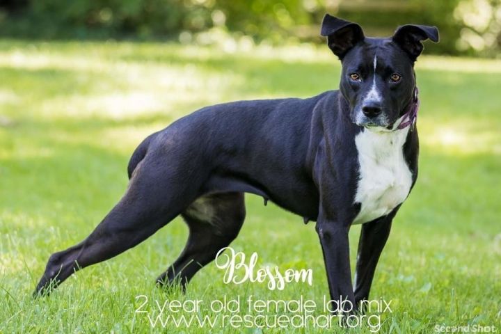 Blossom, an adoptable Black Labrador Retriever & Boxer Mix in Cincinnati, OH_image-4