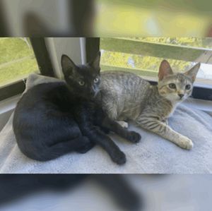 Cocoa & Chai (Bonded Pair)