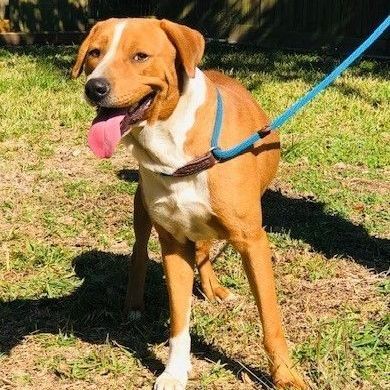 Digby - FOSTER HOME NEEDED!, an adoptable Labrador Retriever, Beagle in Troy, NY, 12180 | Photo Image 3