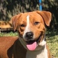 Digby - FOSTER HOME NEEDED!, an adoptable Labrador Retriever, Beagle in Troy, NY, 12180 | Photo Image 1
