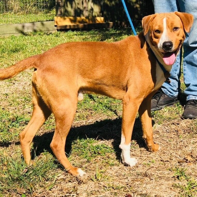 Digby - FOSTER HOME NEEDED!, an adoptable Labrador Retriever, Beagle in Troy, NY, 12180 | Photo Image 4