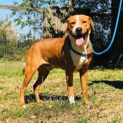 Digby - FOSTER HOME NEEDED!, an adoptable Labrador Retriever, Beagle in Troy, NY, 12180 | Photo Image 6