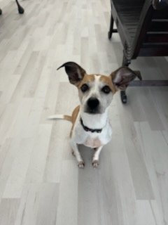 whippet jack russell mix