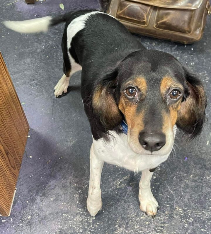 springer spaniel beagle mix puppy