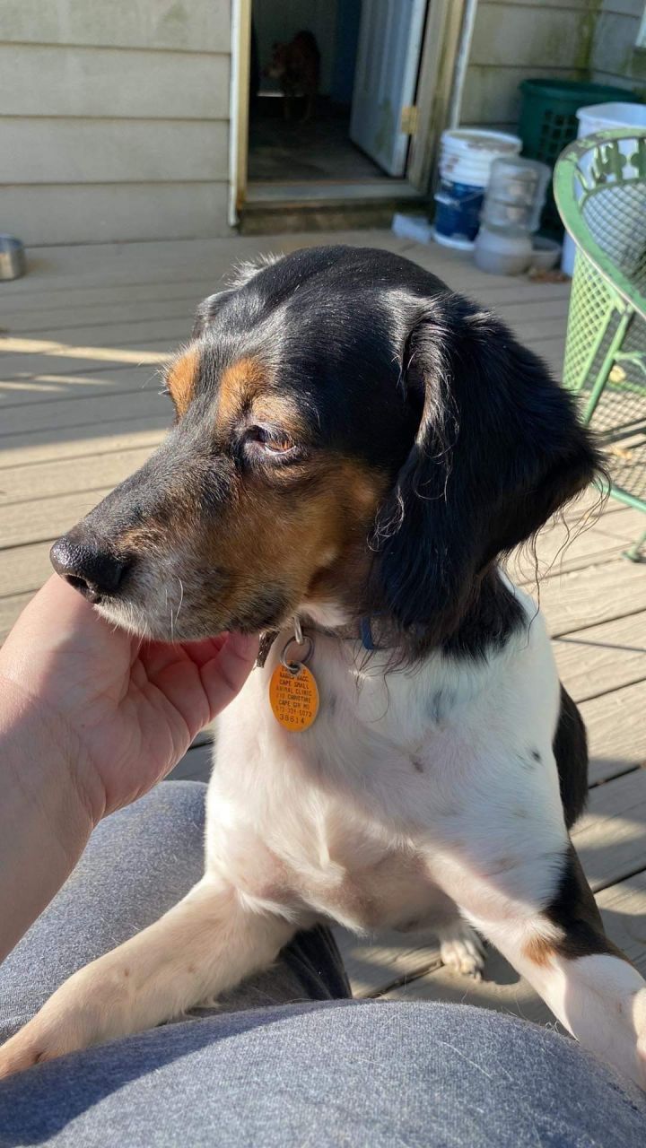 springer spaniel beagle mix puppy