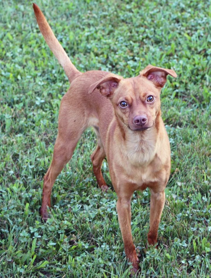 Mack, an adopted Chihuahua Mix in Charles Town, WV_image-3