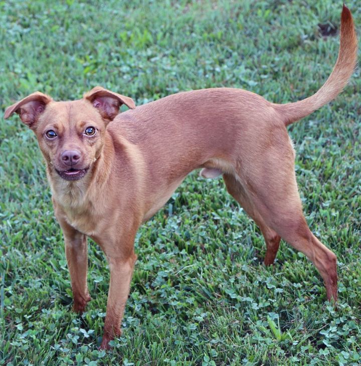 Mack, an adopted Chihuahua Mix in Charles Town, WV_image-4