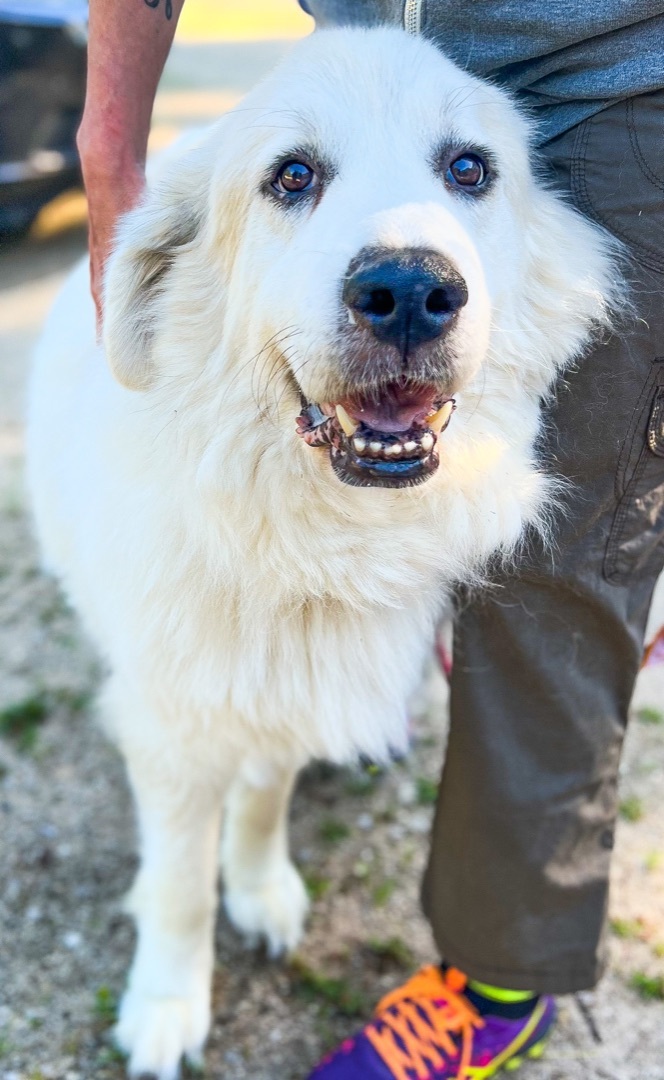 Barbie, an adoptable Great Pyrenees in Neshkoro, WI_image-1