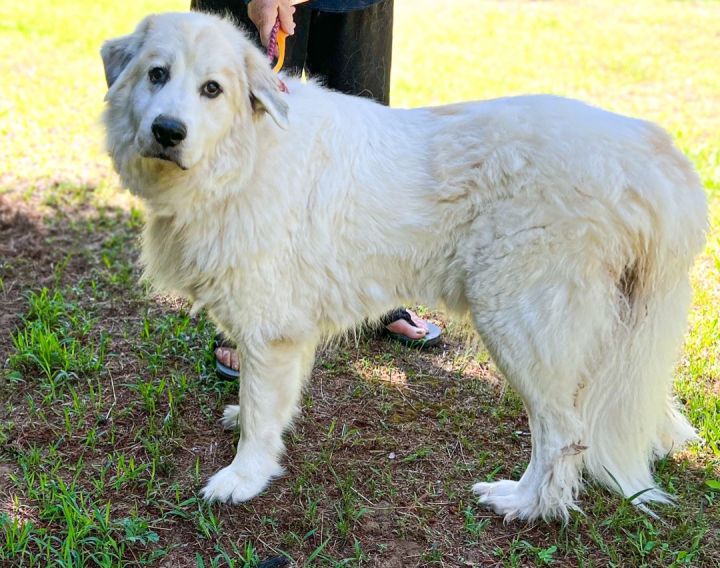 Barbie, an adoptable Great Pyrenees in Neshkoro, WI_image-2