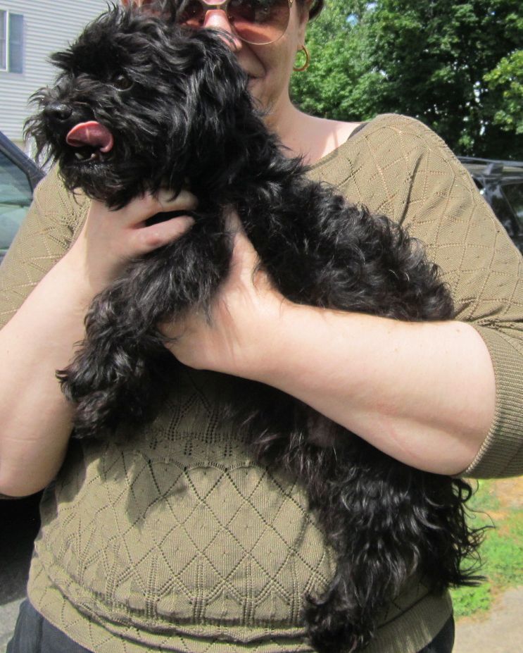 Hershey, an adoptable Maltipoo in East Brunswick, NJ, 08816 | Photo Image 1