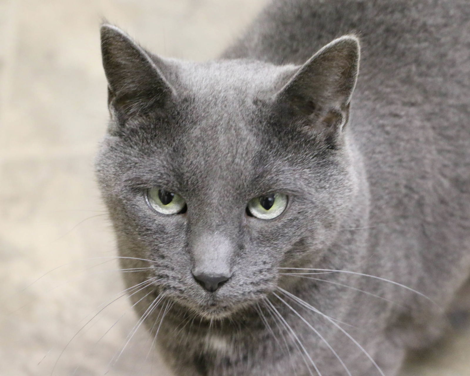 Cinder, an adoptable Domestic Short Hair in Fargo, ND, 58103 | Photo Image 1