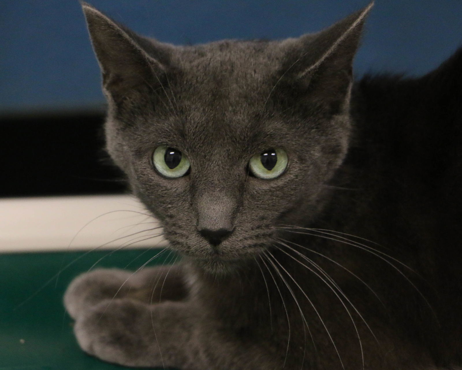 Cinder, an adoptable Domestic Short Hair in Fargo, ND, 58103 | Photo Image 2