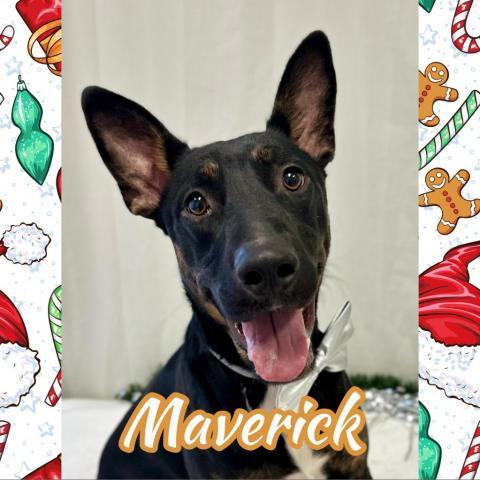 Maverick