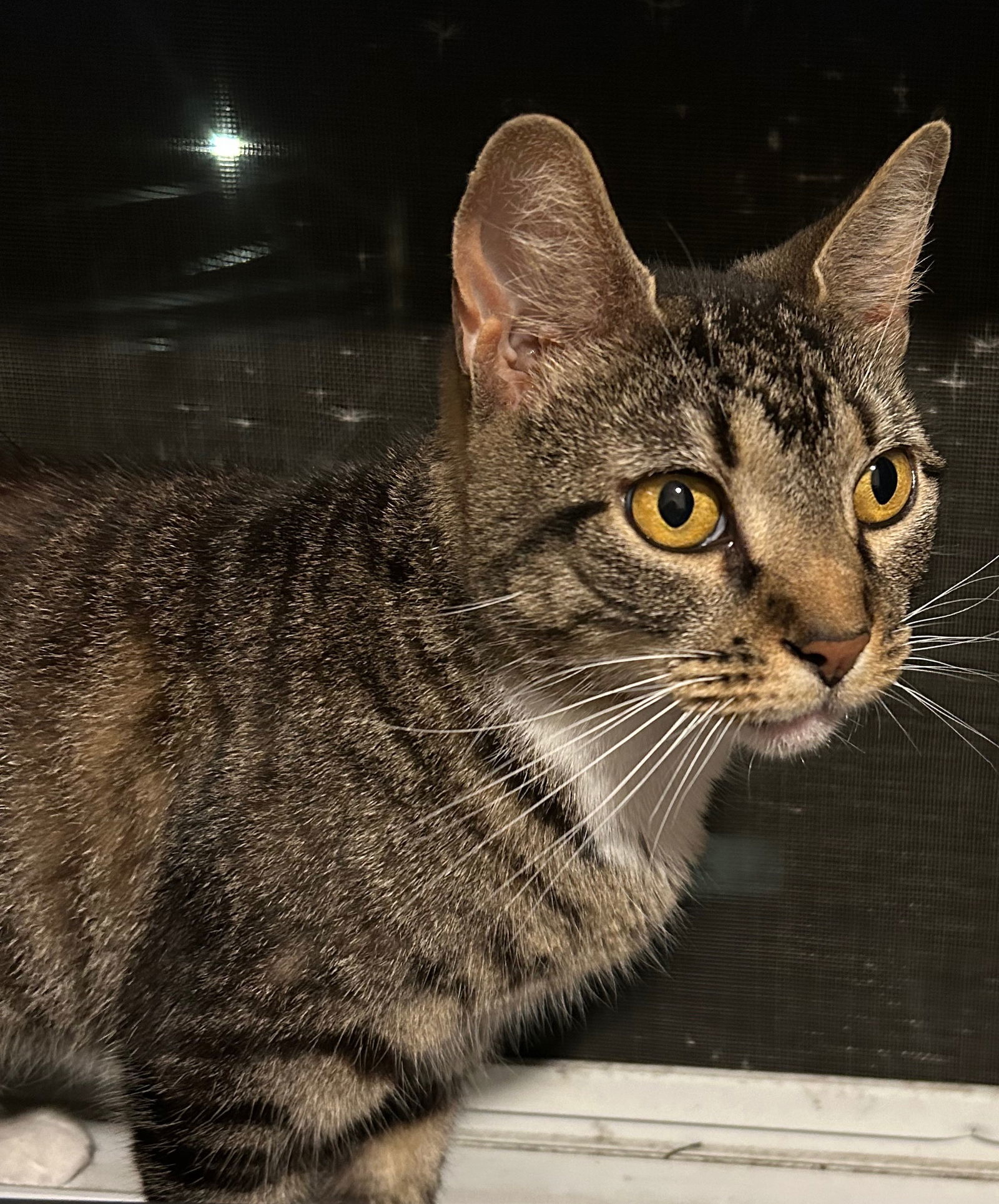 Suzie, an adoptable Domestic Short Hair, Tabby in Naugatuck, CT, 06770 | Photo Image 1