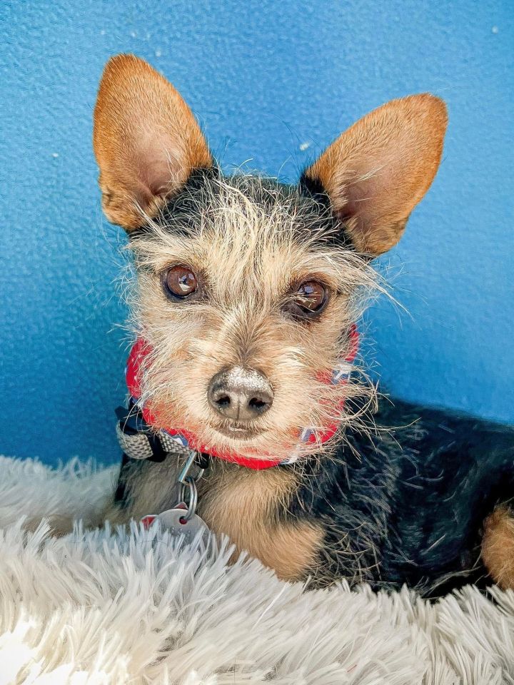 Dog for adoption - Zuko, a Cairn Terrier & Yorkshire Terrier in Phoenix, AZ | Petfinder