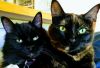 Coconut & Chip (Bonded Pair) **Reduced adoption fee!** - no longer accepting applications