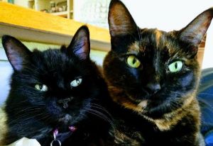 Coconut & Chip (Bonded Pair) **Reduced adoption fee!**