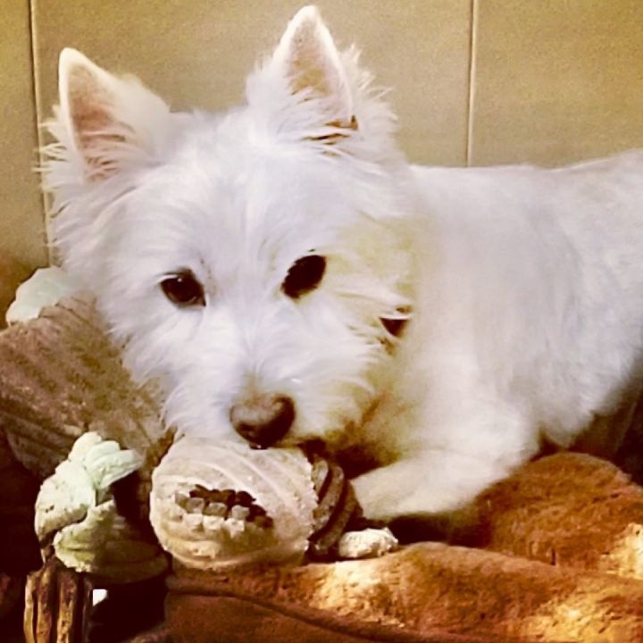 Logan, an adopted West Highland White Terrier / Westie in Rochester, NY_image-1
