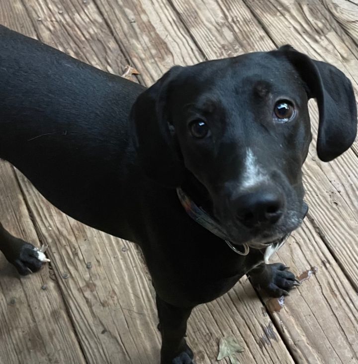 Black lab best sale and coonhound mix