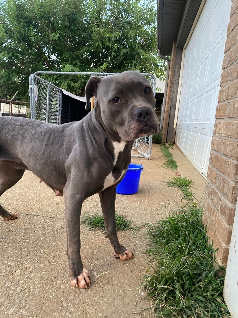 Marge, an adoptable American Bulldog in Henderson, KY, 42420 | Photo Image 1