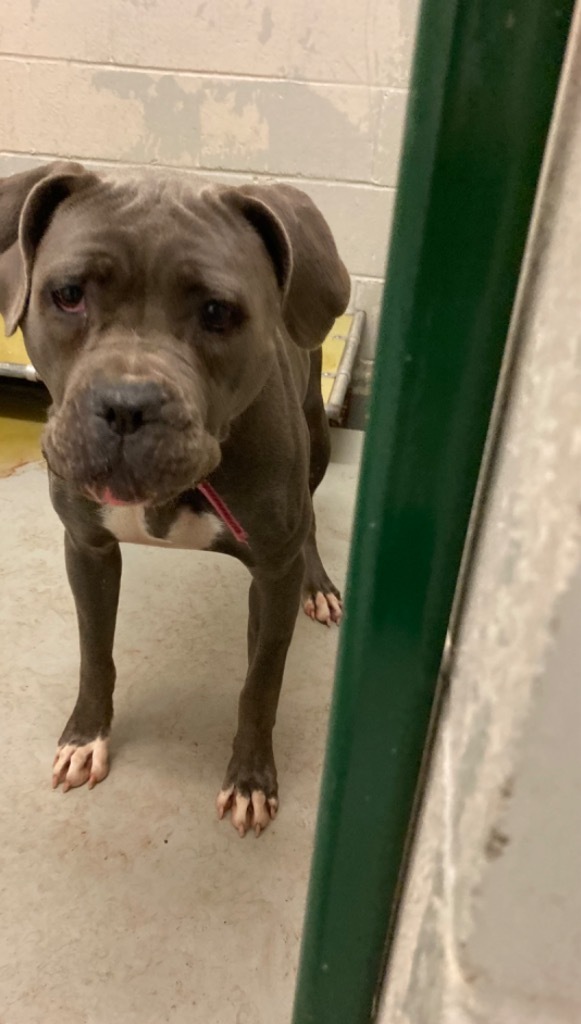 Marge, an adoptable American Bulldog in Henderson, KY, 42420 | Photo Image 2