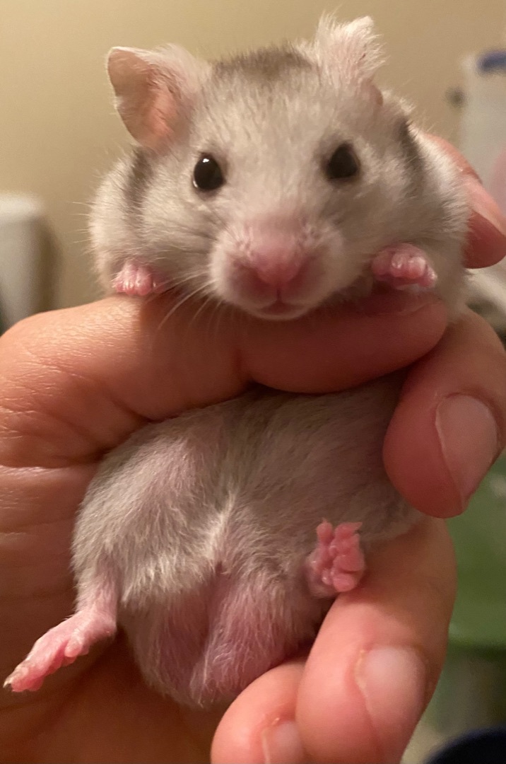for adoption - Kenzo, a Hamster in , CA Petfinder