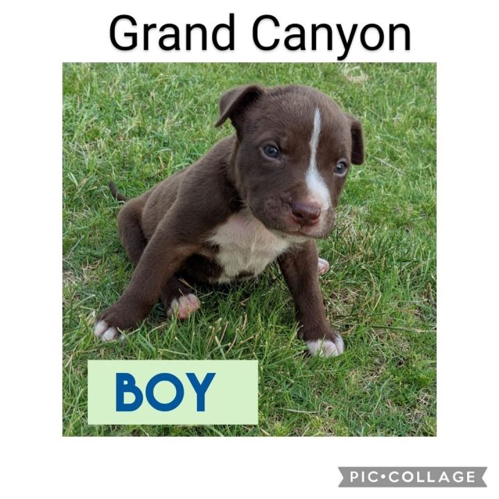 Grand Canyon, an adoptable Labrador Retriever & Pit Bull Terrier Mix in Newcastle, OK_image-1