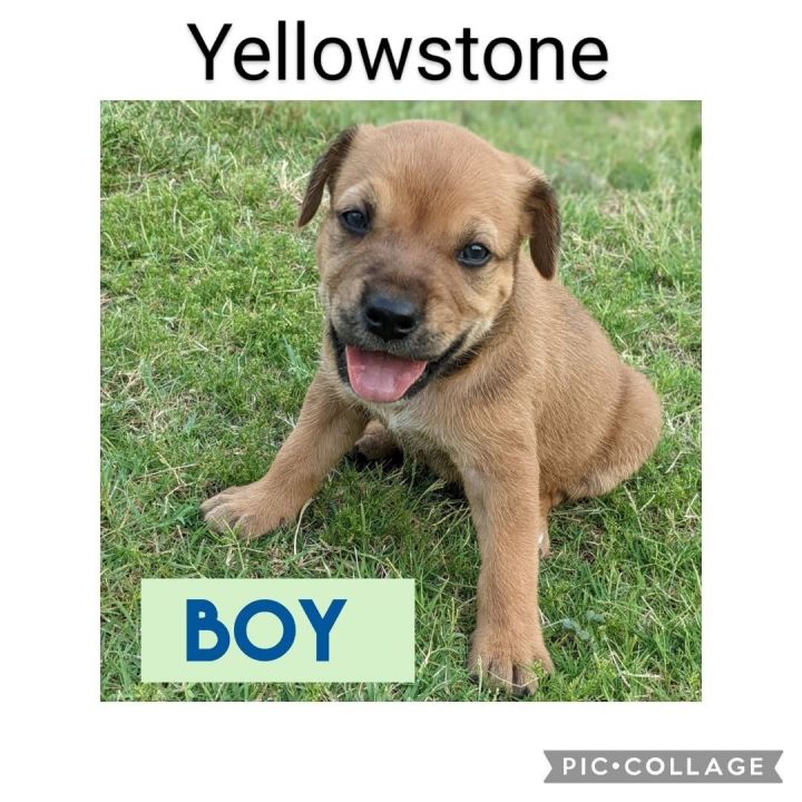 Yellowstone, an adoptable Labrador Retriever & Pit Bull Terrier Mix in Newcastle, OK_image-2