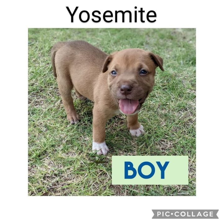 Yosemite, an adoptable Labrador Retriever & Pit Bull Terrier Mix in Newcastle, OK_image-1