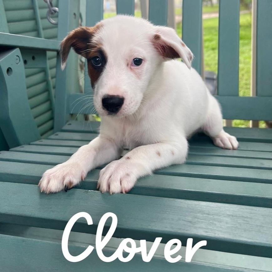 Clover