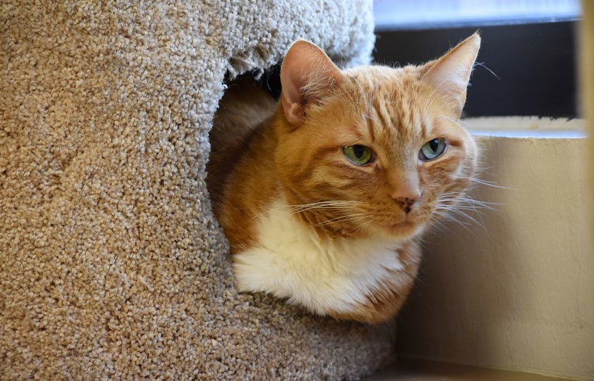 Ginger-R, an adoptable Tabby, Domestic Short Hair in San Jose, CA, 95112 | Photo Image 1