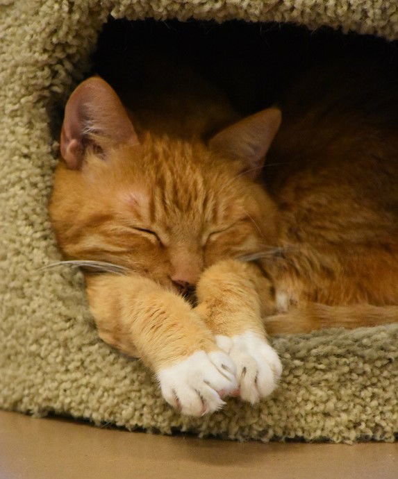 Ginger-R, an adoptable Tabby, Domestic Short Hair in San Jose, CA, 95112 | Photo Image 2