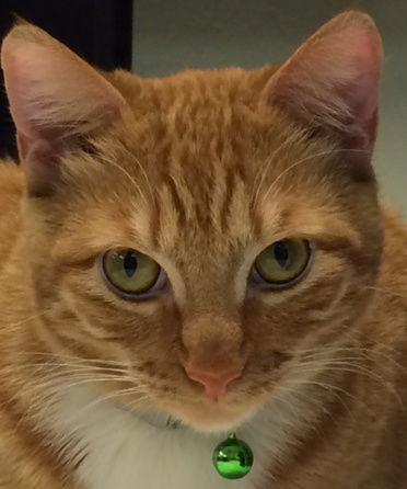 Ginger-R, an adoptable Tabby, Domestic Short Hair in San Jose, CA, 95112 | Photo Image 3