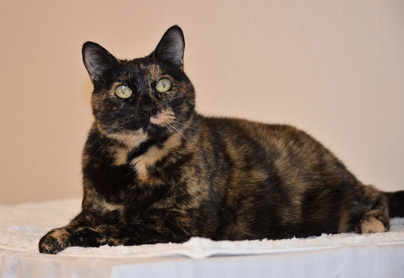 Samantha, an adoptable Domestic Short Hair, Tortoiseshell in San Jose, CA, 95112 | Photo Image 1