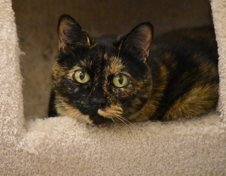 Samantha, an adoptable Domestic Short Hair, Tortoiseshell in San Jose, CA, 95112 | Photo Image 2