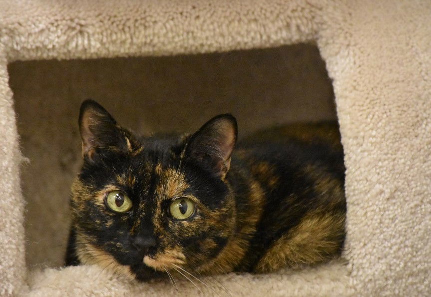 Samantha, an adoptable Domestic Short Hair, Tortoiseshell in San Jose, CA, 95112 | Photo Image 3