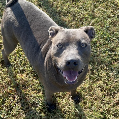 Blue, an adoptable Terrier in Clarksdale, MS, 38614 | Photo Image 1