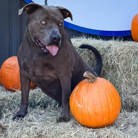 Blue, an adoptable Terrier in Clarksdale, MS, 38614 | Photo Image 1