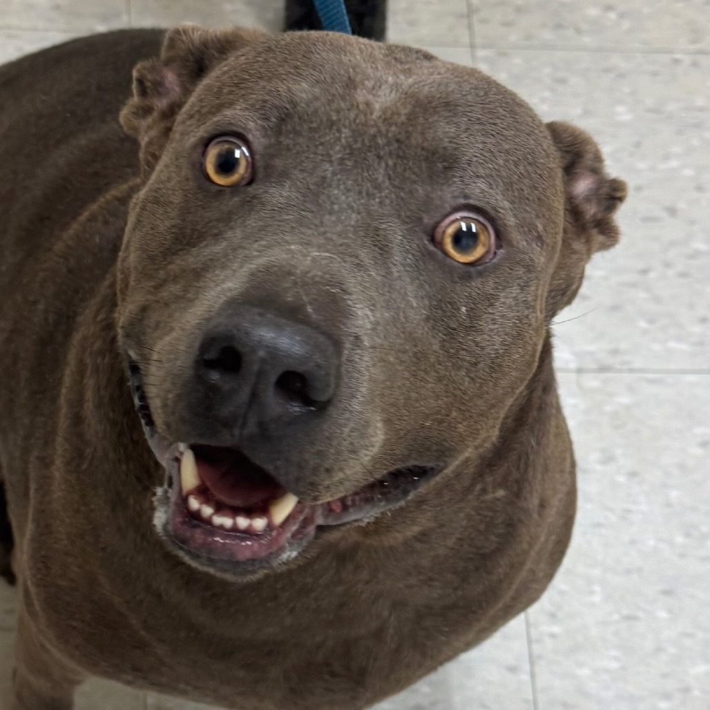 Blue, an adoptable Terrier in Clarksdale, MS, 38614 | Photo Image 1