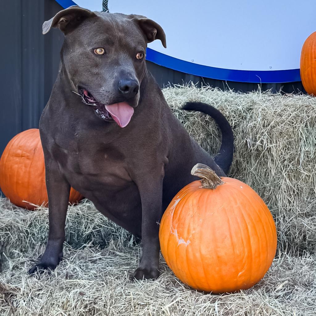 Blue, an adoptable Terrier in Clarksdale, MS, 38614 | Photo Image 2