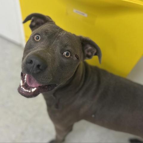 Blue, an adoptable Terrier in Clarksdale, MS, 38614 | Photo Image 4